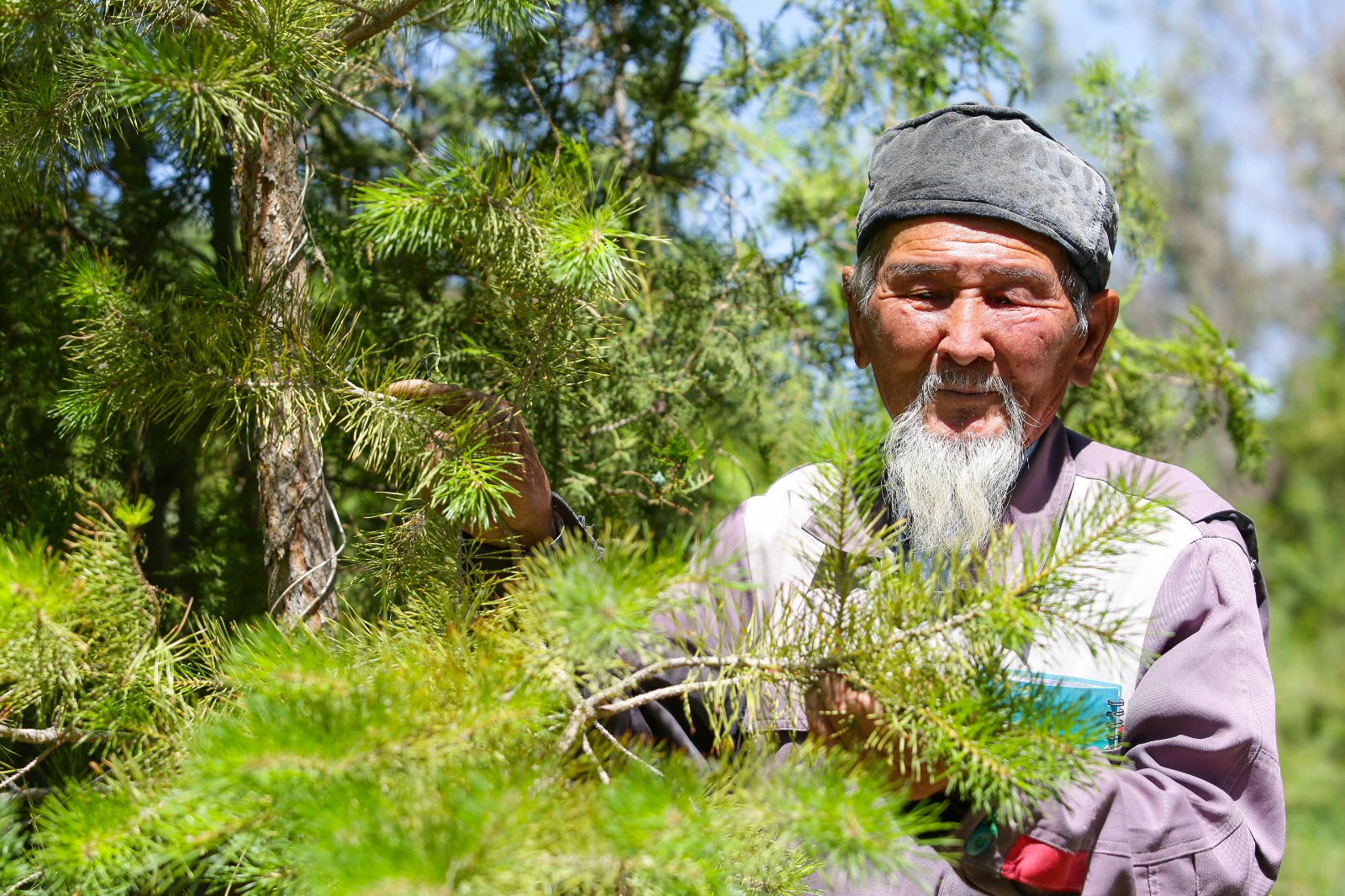 Дарақ бір жерден көгереді