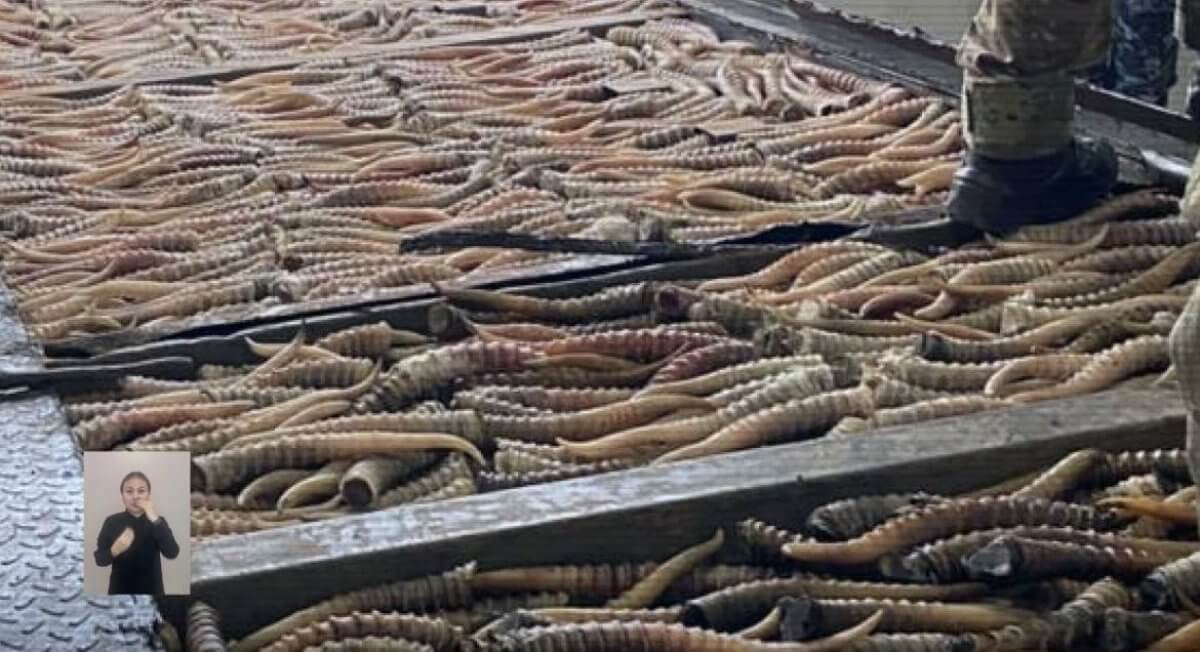 Қазақстанда браконьерлерден мыңнан астам киік мүйізі тәркіленді