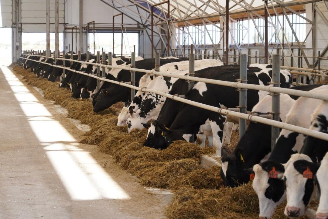 Алматы облысында 89 млрд теңгеге жемшөп өндіретін зауыт салынады