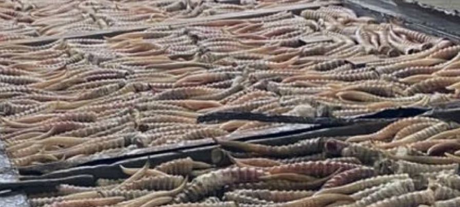 Қарағанды және Павлодар облыстарында заңсыз ақбөкен аулағандар ұсталды