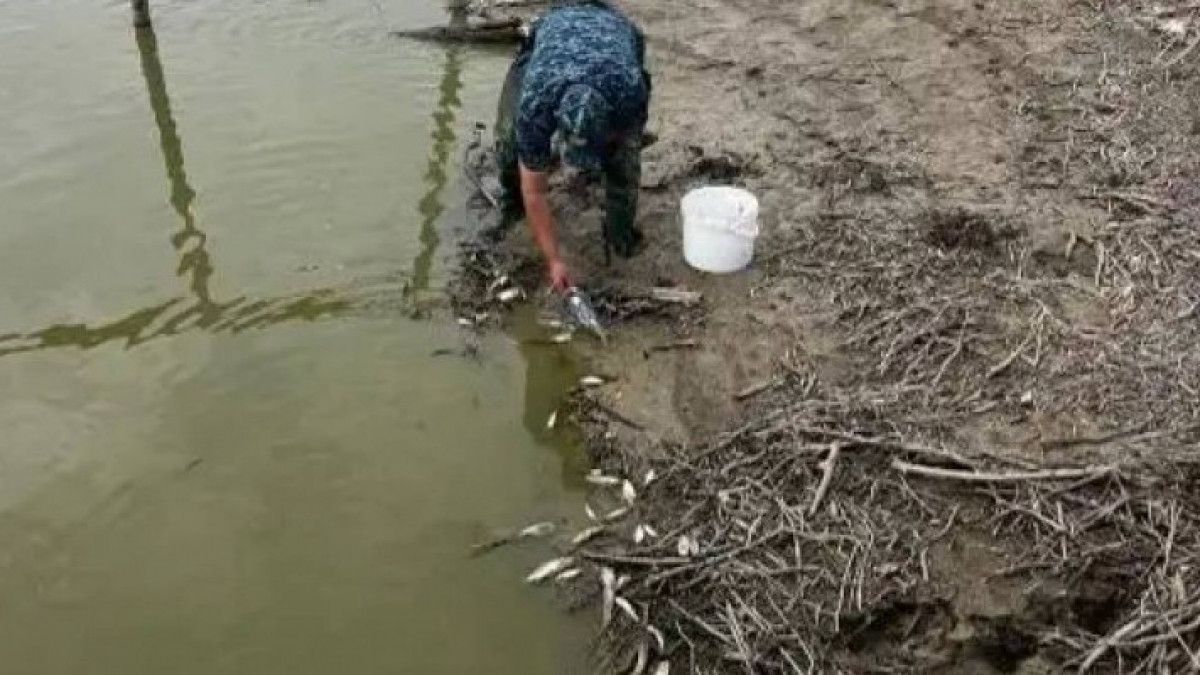 Торғай өзенінде балық қырылып жатқаны рас па?