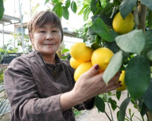 Қызылордада лимон пісті