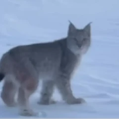 «Семей орманы» резерватында сирек кездесетін сілеусін көзге түсті