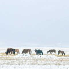 Мал өсірудің машақаты