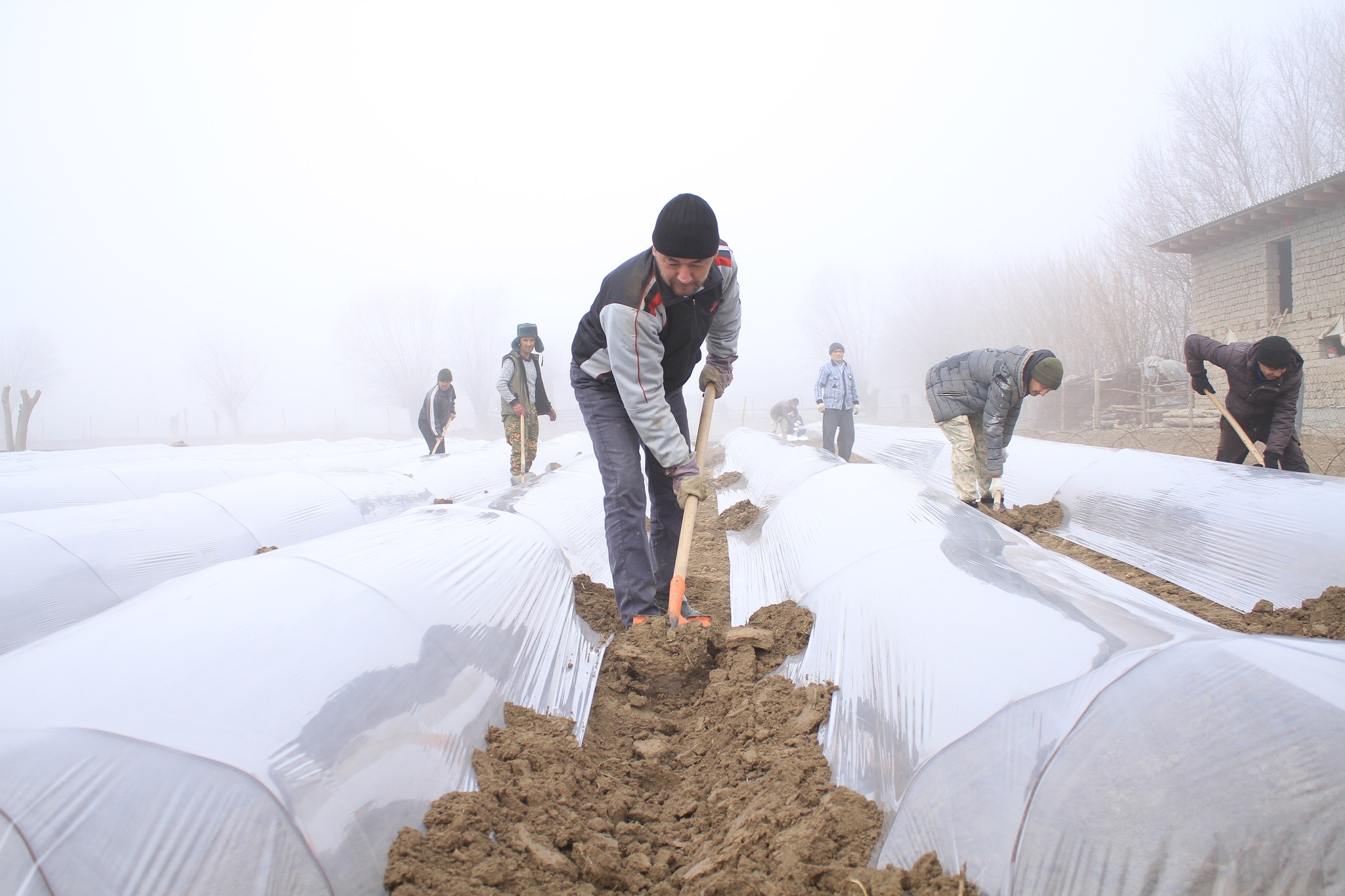 Қаңтарда қызылша мен қырыққабат егеді