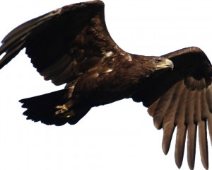 Қыран бүркіт түрлері