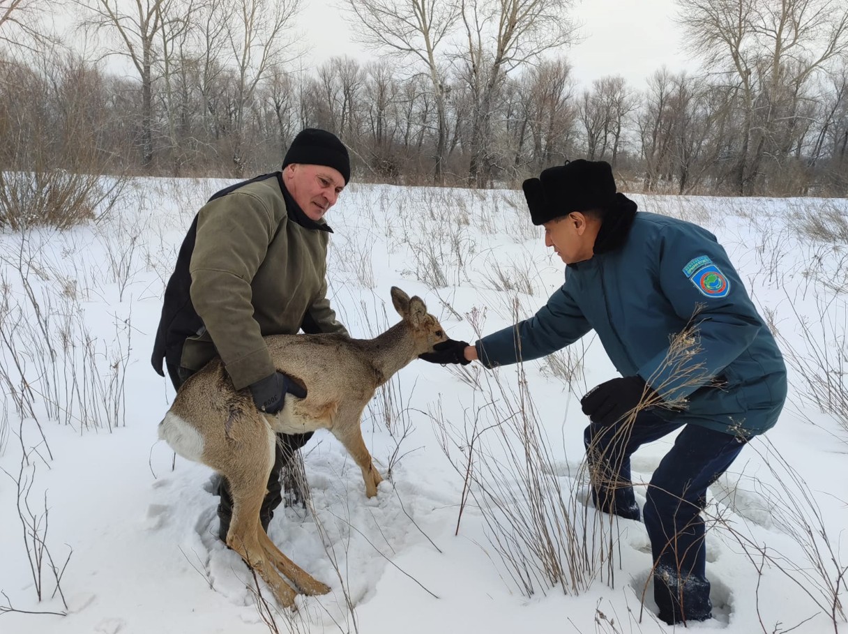 Адамнан қорықпайтын еліктер