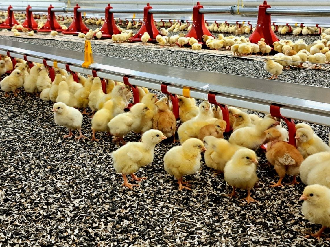 Қауқарлы құс фабрикасы