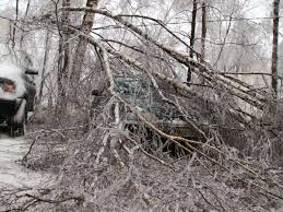 Шымкентте үстіне ағаш құлаған 4-сынып оқушы қаза тапты