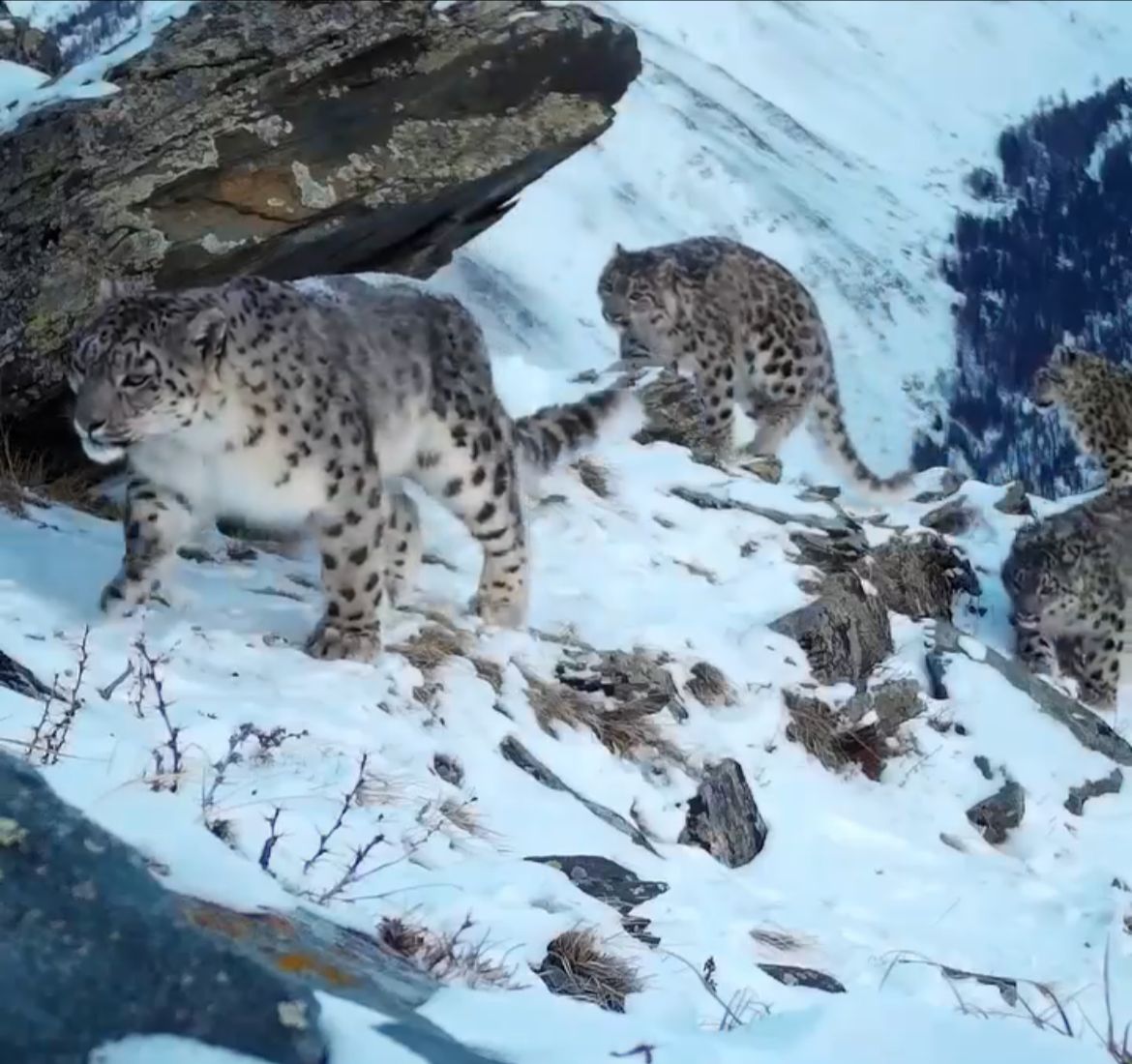 Төр Алтайда төрт барыс жүр