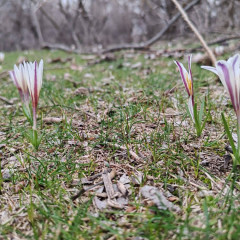 Түркістанға көктем ерте келді: Нәурізек құсы оралып, бәйшешек гүлдеді