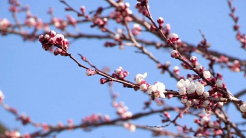 Еліміздің оңтүстігінде өрік гүлдеді