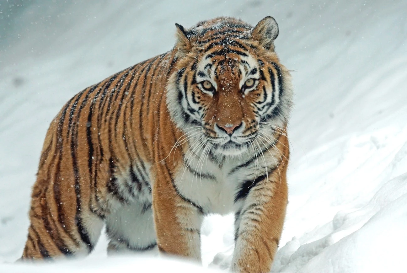Ресейден Амур жолбарыстары қашан әкелінеді?