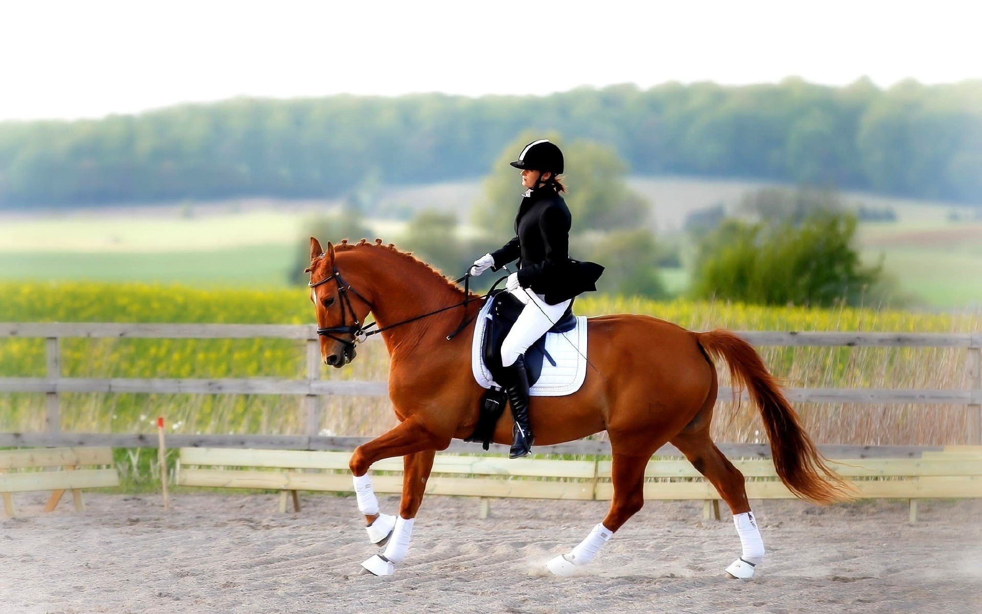 Астанада ат спортынан ел чемпионаты өтеді