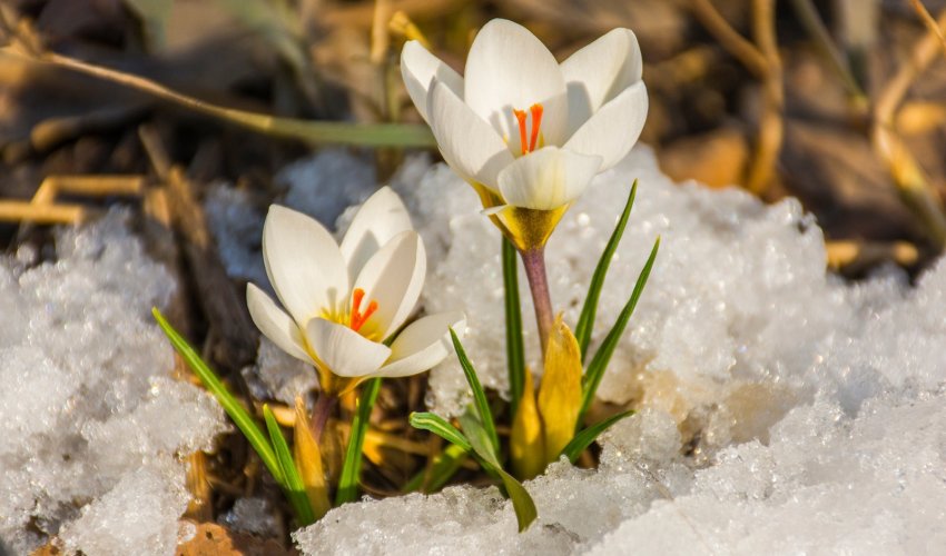 Наурызнама: Бүгін – Жаңару күні