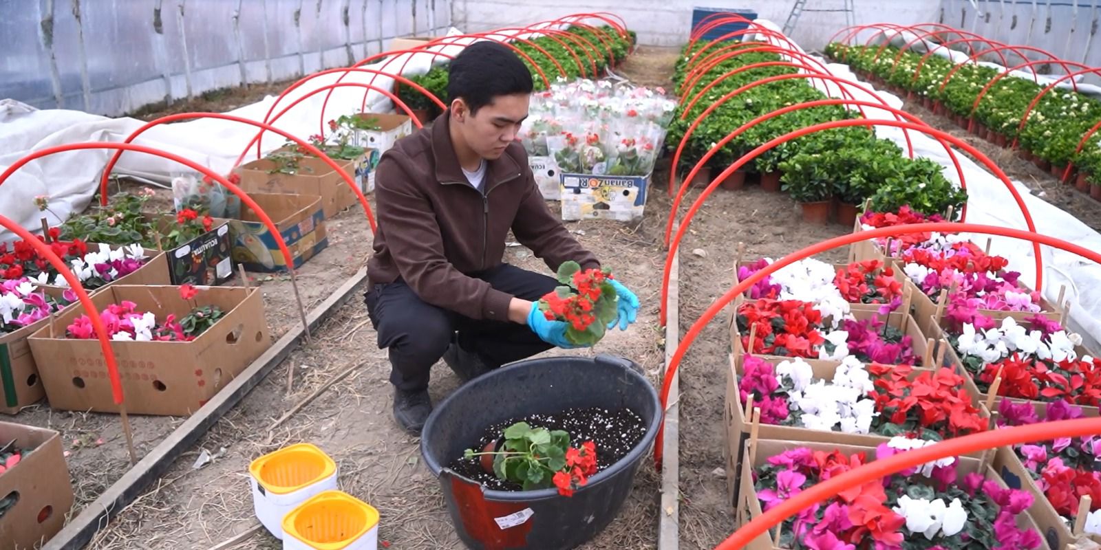 Гүл өсіріп табысын еселеген студент