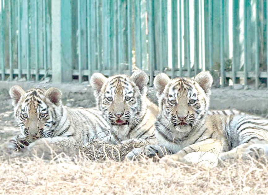 Таутандарға ат қойылды