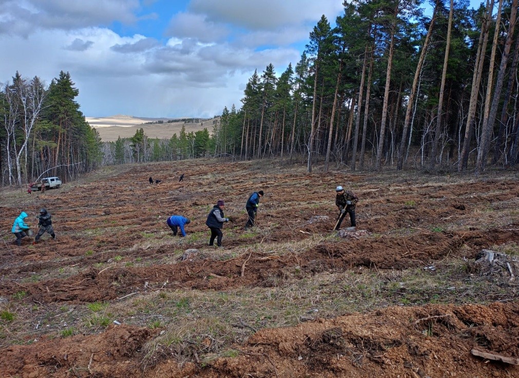 Көкше көшетімен көрікті