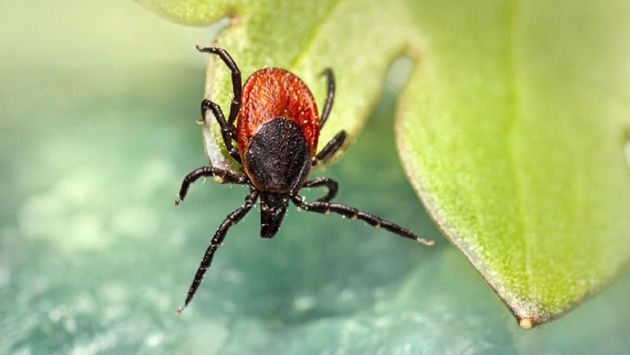 Конго-Қырым қызбасы: Қауіпті вирустан қалай қорғануға болады?