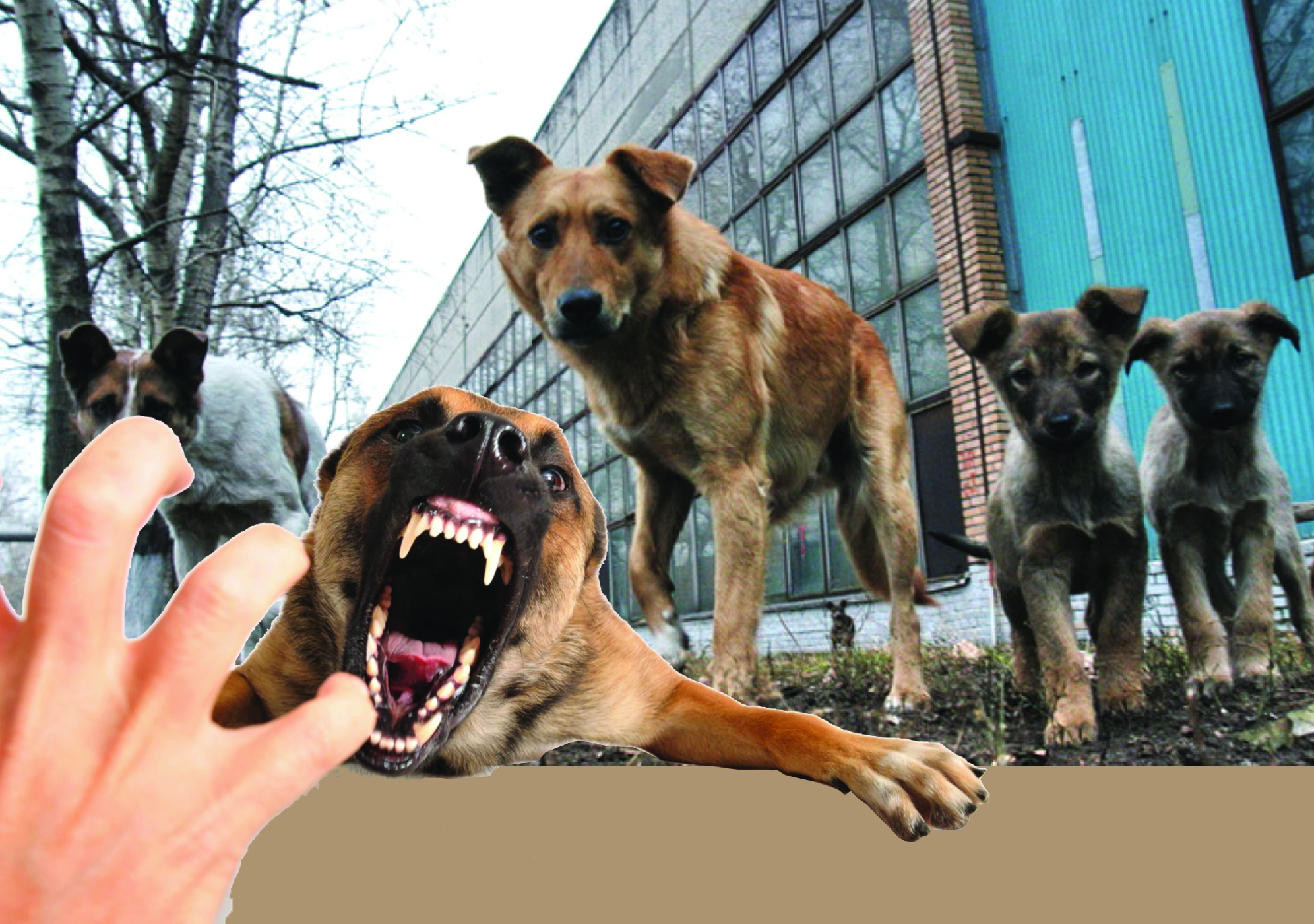 Қаңғыбас иттер жүкті әйелге шабуыл жасады: Ана мен баланың жағдайы қатаң бақылауда