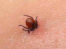 Өлімге әкелуі мүмкін: Қазақстанның 4 өңірінде аса қауіпті вирус таралып жатыр