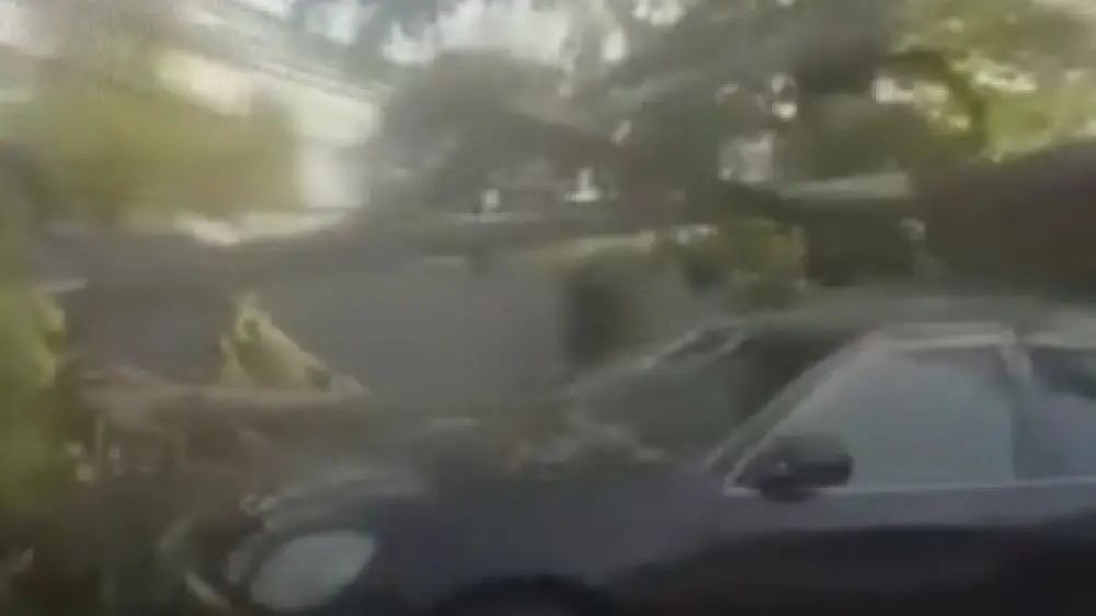 Алматыда ағаш құлап, көліктер мен электр желілерін зақымдады