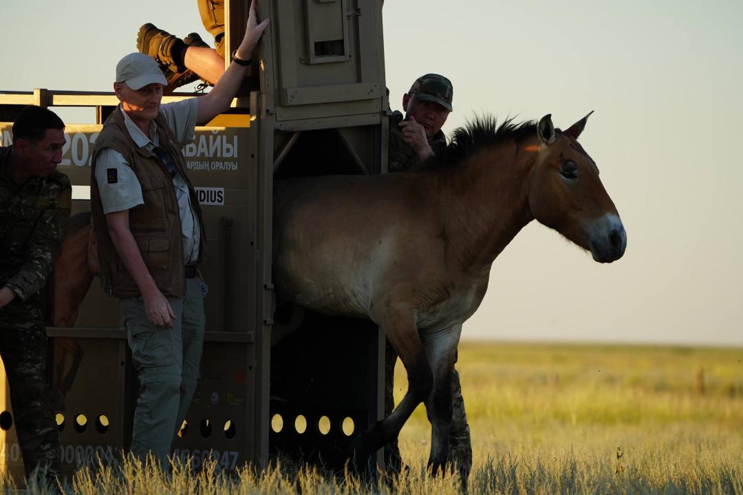 Қазақстанға Пржевальский жылқыларының кезекті тобы әкелінді